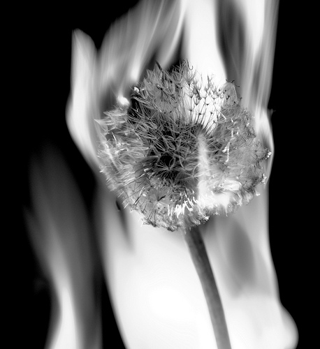 Pin on Fire photography