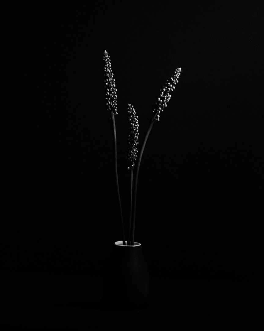 dark and moody photo of three flower spikes - photography by tasha chawner