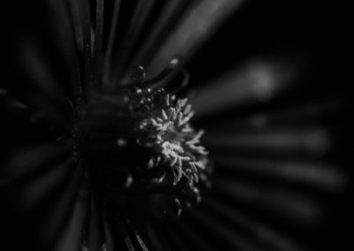 delicate purple flower in black and white - photography by tasha chawner