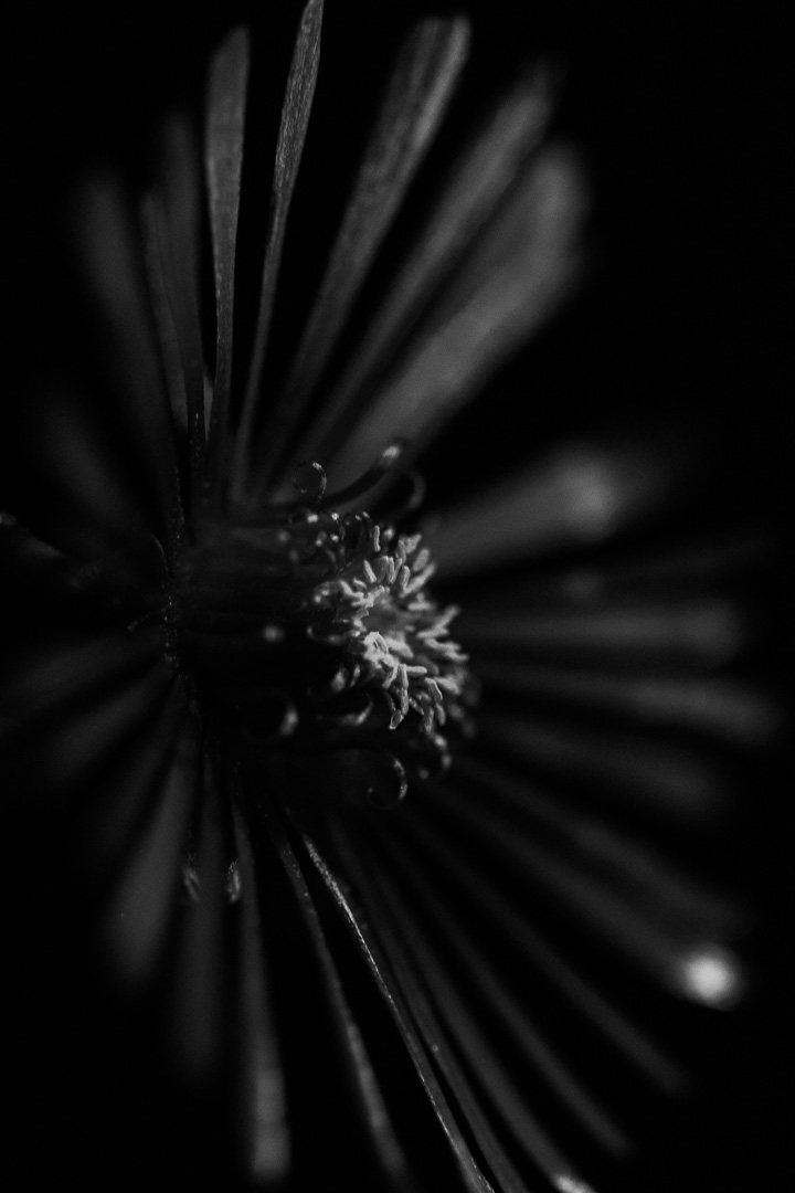 delicate purple flower in black and white - photography by tasha chawner