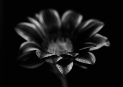 Dark Flowers: Daisy - photography by Tasha Chawner