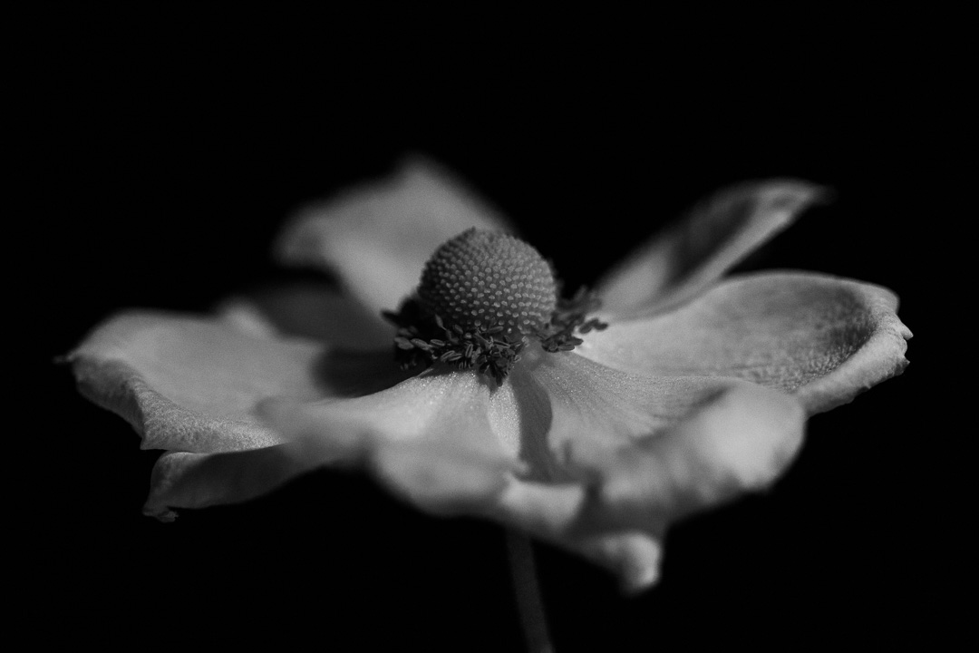 black and white photo of anemone flower - photography by tasha chawner