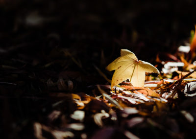 Autumn Leaves: Yellow Leaf in Sunlight - photography by Tasha Chawner