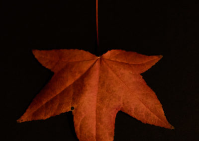 Autumn Leaves: Orange Maple Leaf - photography by Tasha Chawner