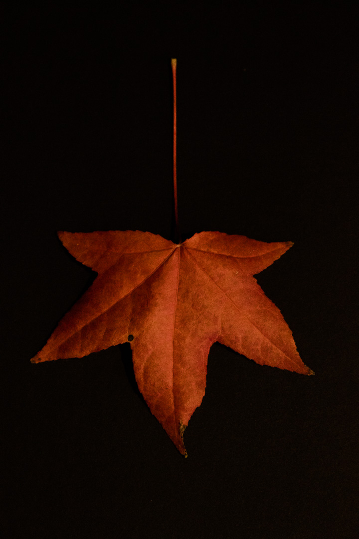 autumn leaves - orange maple leaf