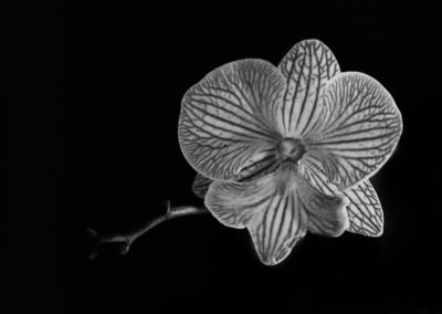 Dark Flowers: Orchid Flower - photography by Tasha Chawner