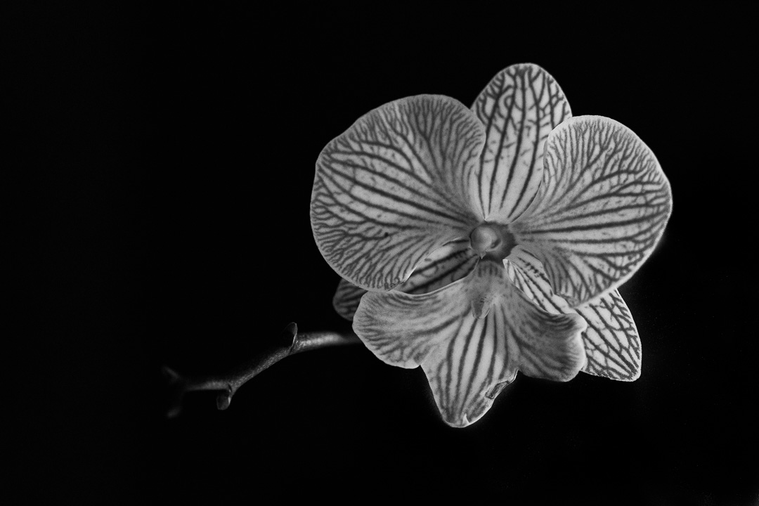 Dark Flowers: Orchid Flower - photography by Tasha Chawner