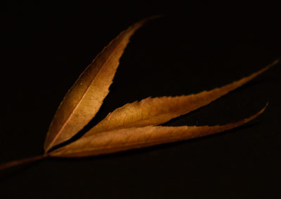 Autumn Leaves: Yellow Autumn Leaf - photography by Tasha Chawner