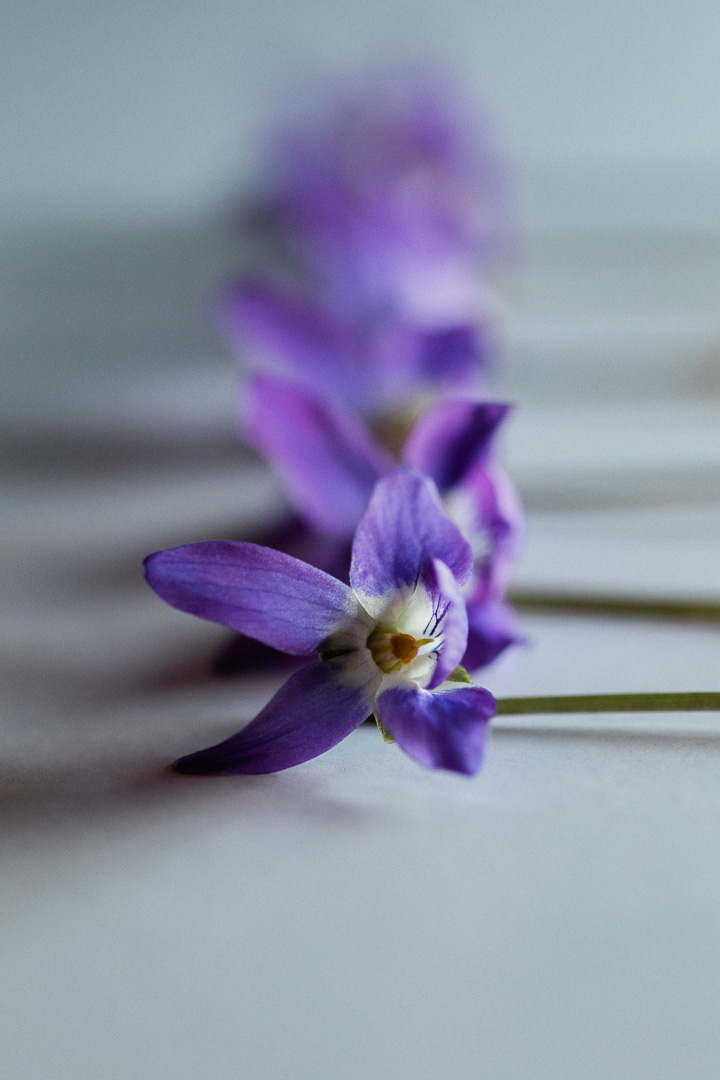 row of delicate purple flowers
