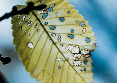 Autumn Leanves: Decaying Yellow Autumn Leaf - photography by Tasha Chawner