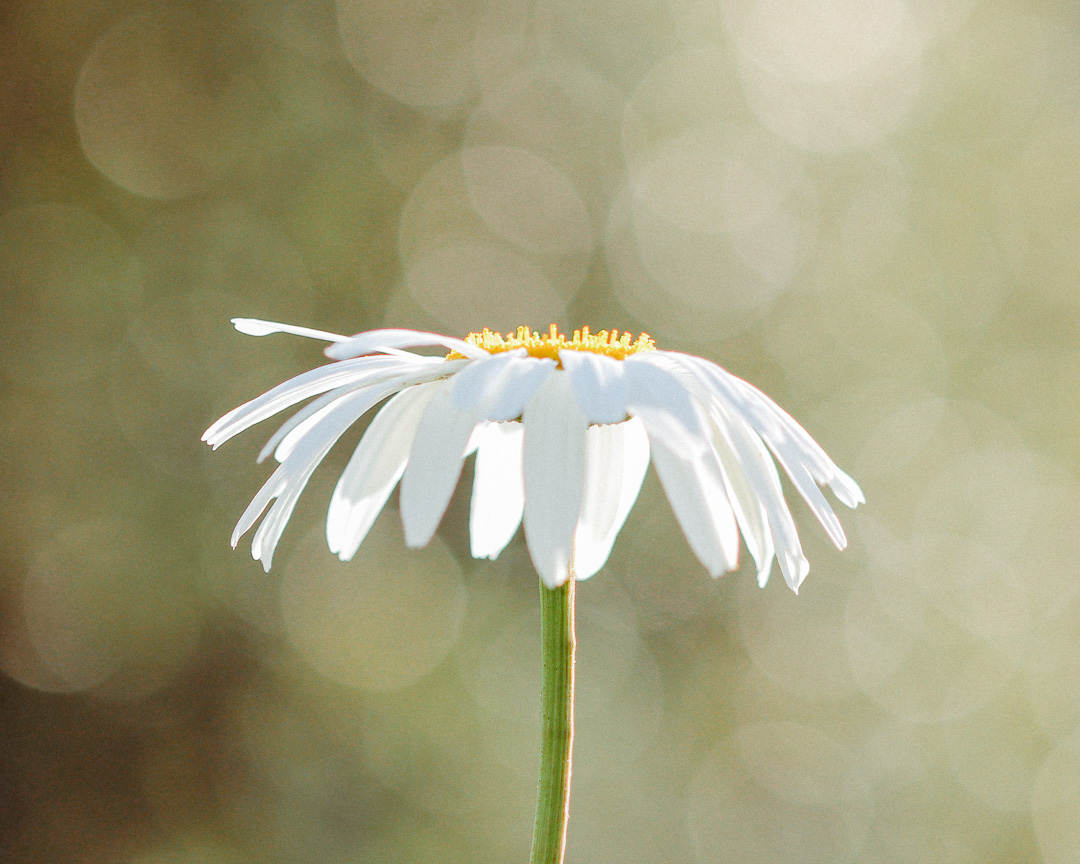 white daisy with bokeh at golden hour