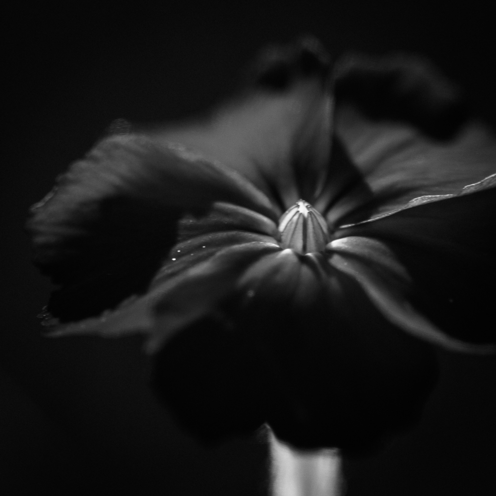 dark sage flower on dark background