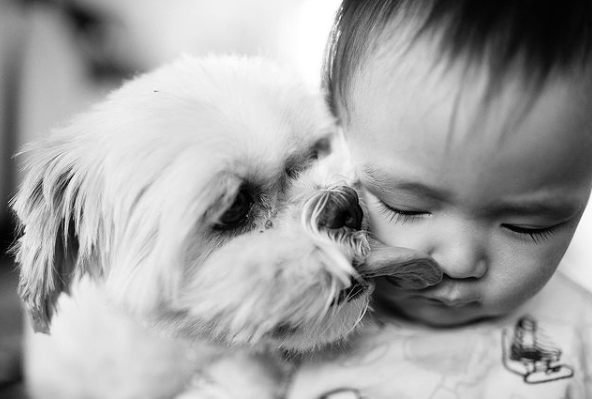 small white dog licking child's face