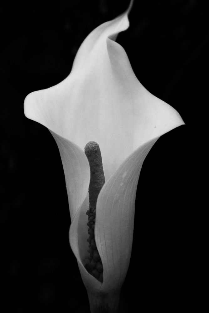 black and white calla lily photo