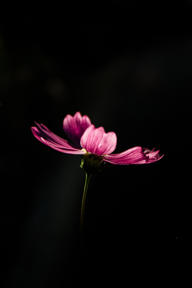 backlit pink flower on black background
