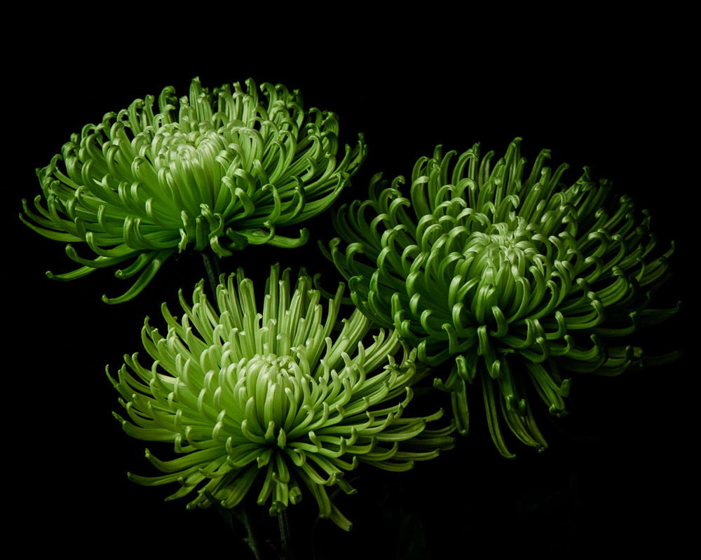 three green anastasia spider chrysanthemum flowers