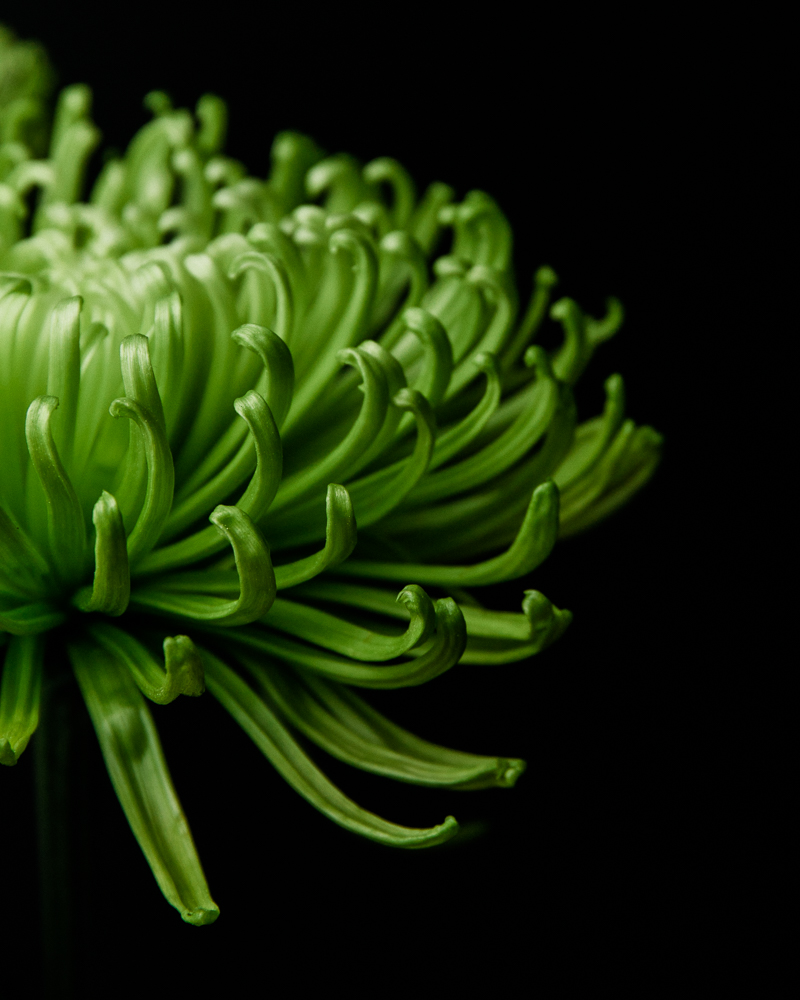 side view of vibrant green chrysanthemum flower