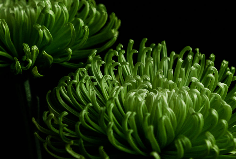 chrysanthemum: a study in green