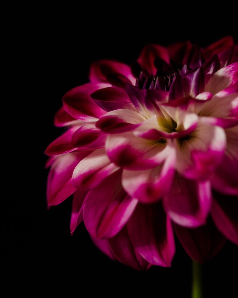pink and white dahlia on black background