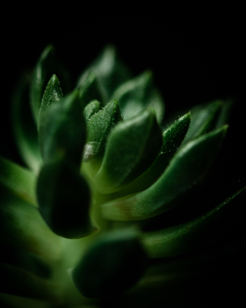 glossy green succulent