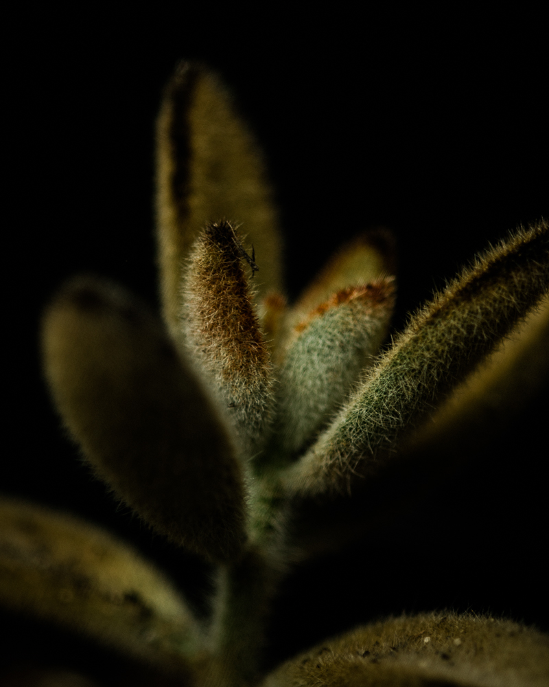 furry brown succulent
