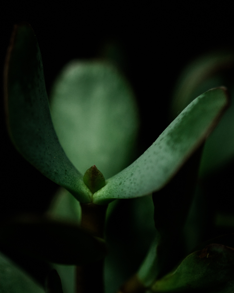 jade plant succulent