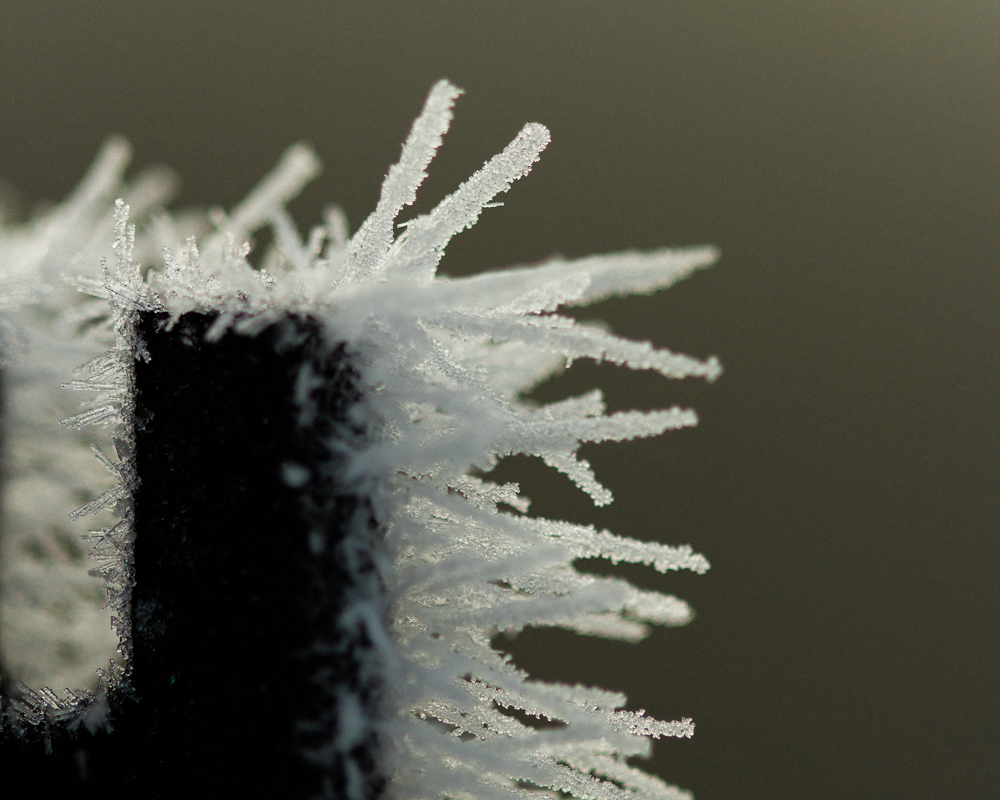 frost on a fence post