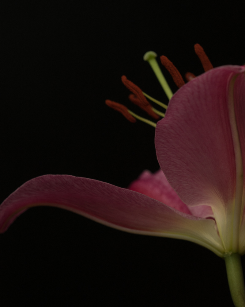 looking up at a pink lily