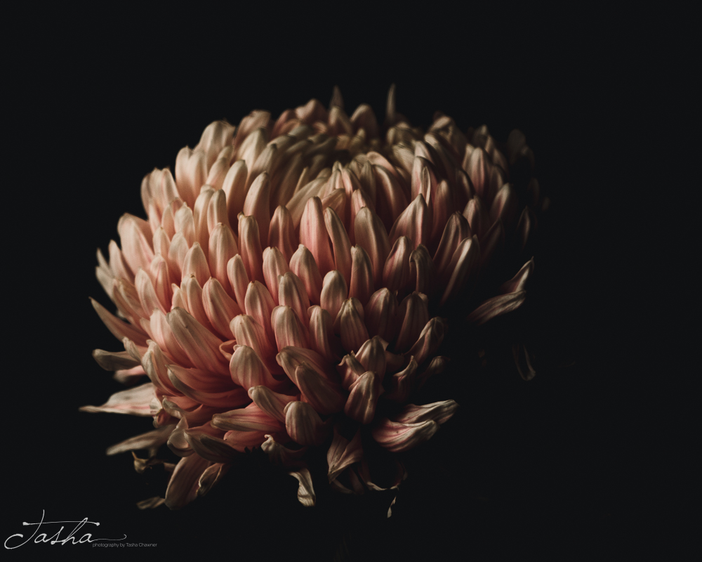 pink chrysanthemum flower ball