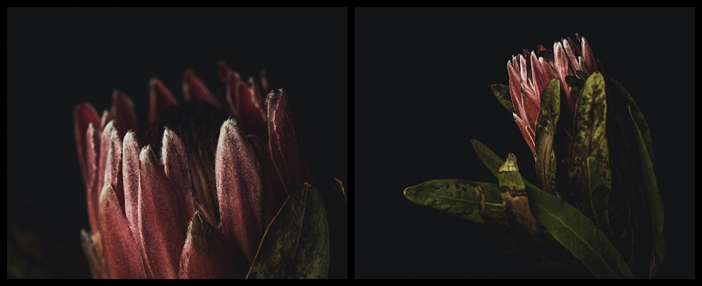 diptych of pink protea flower