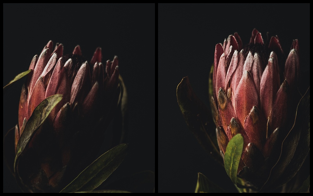 diptych of pink protea flower
