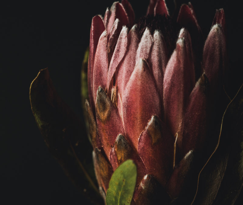 protea: a study in pink