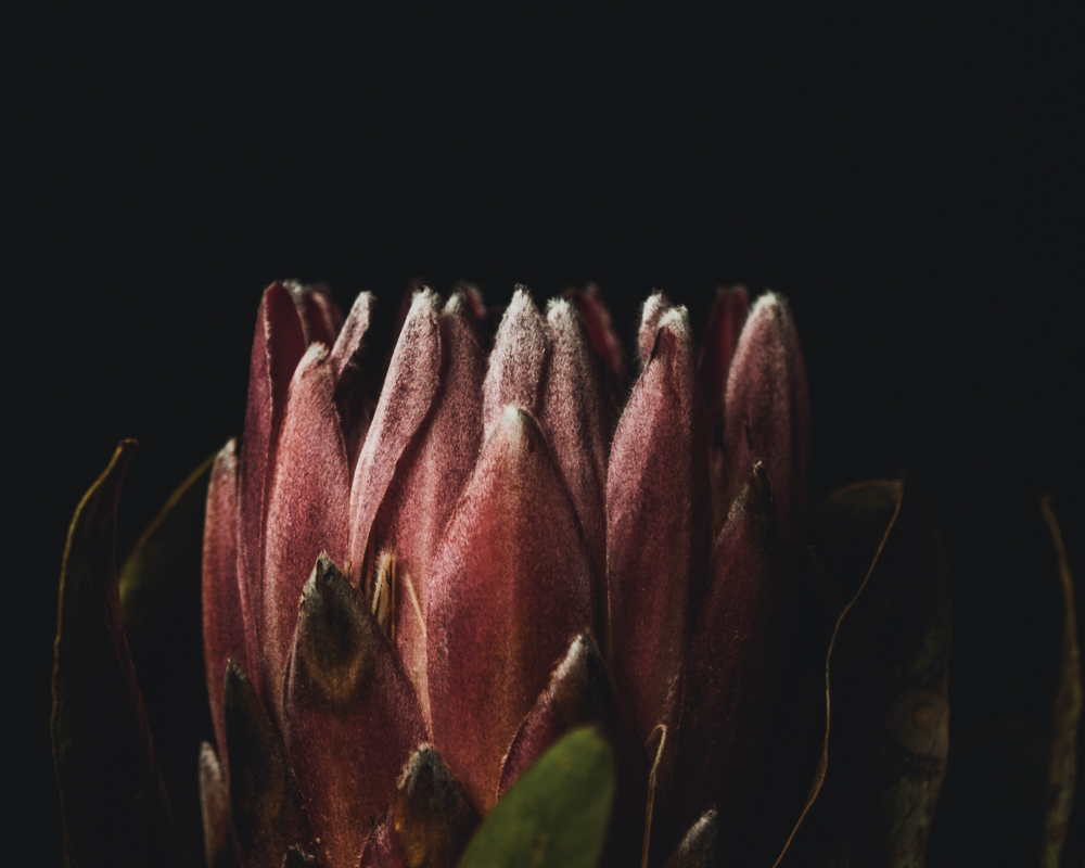 macro photo of pink protea petals