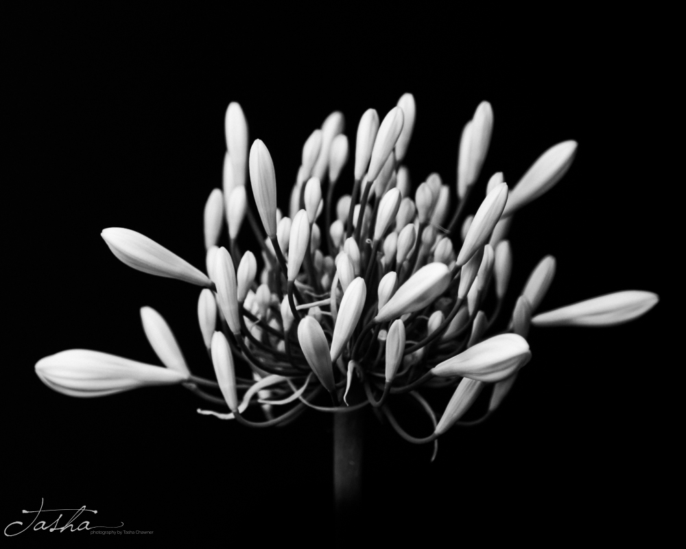 agapanthus buds in black and white