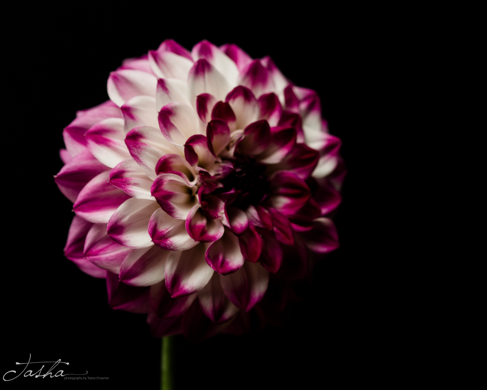 side profile photo of pink and white dahlia blossom on black background