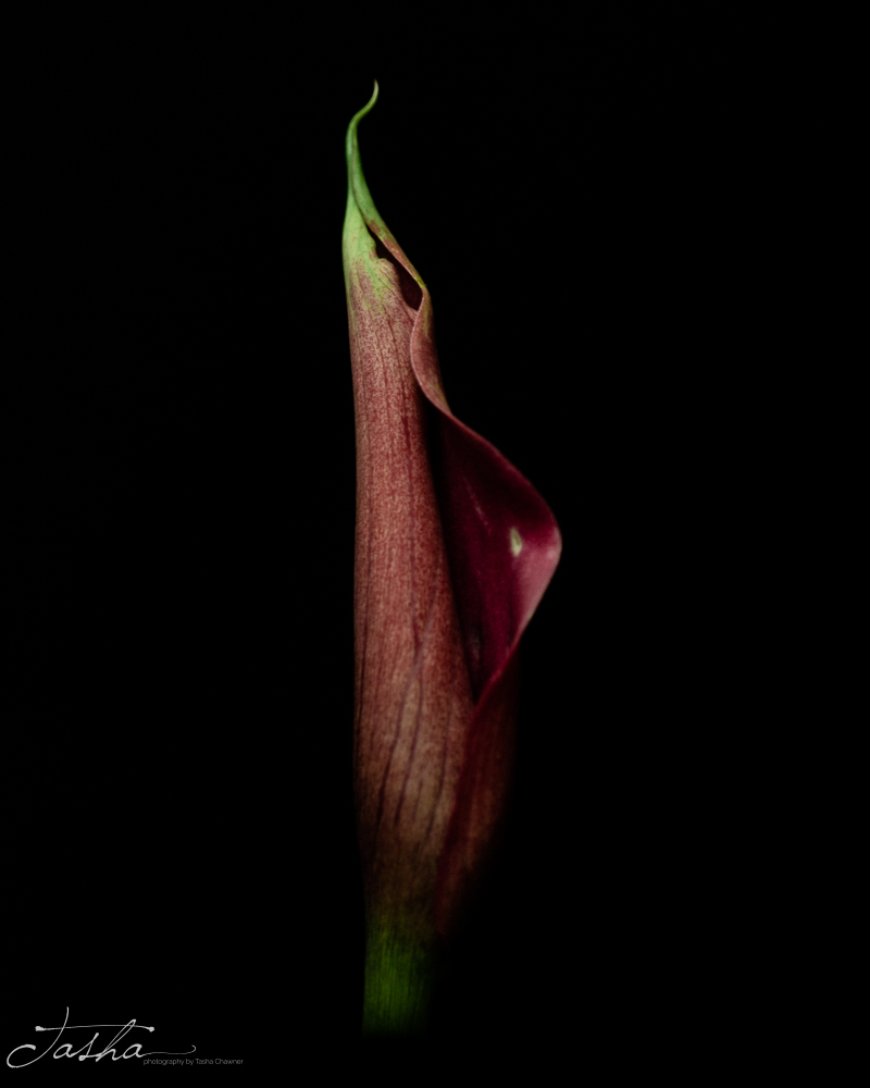 dark purple calla lily flower beginning to open