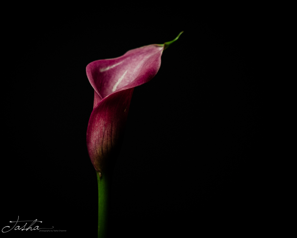 dark purple calla lily opening day 4
