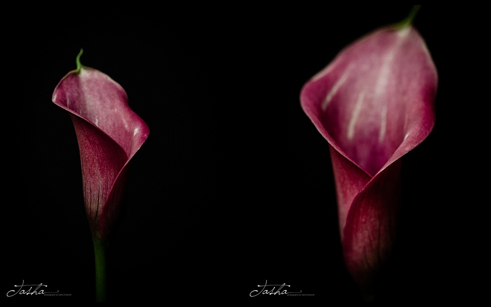 day 5 of purple calla lily opening