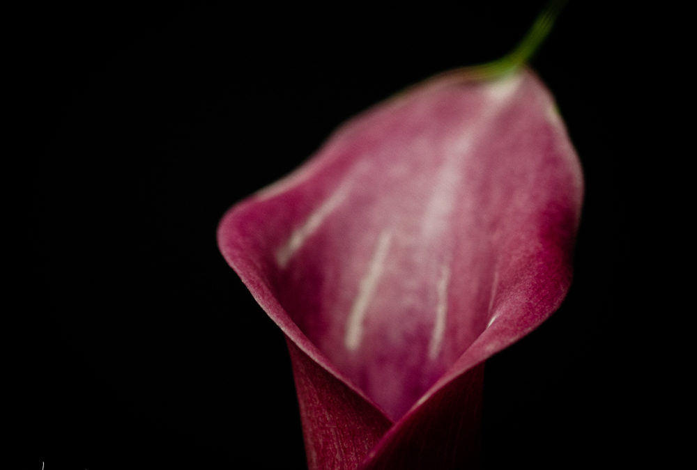 one flower, seven days: purple calla lily