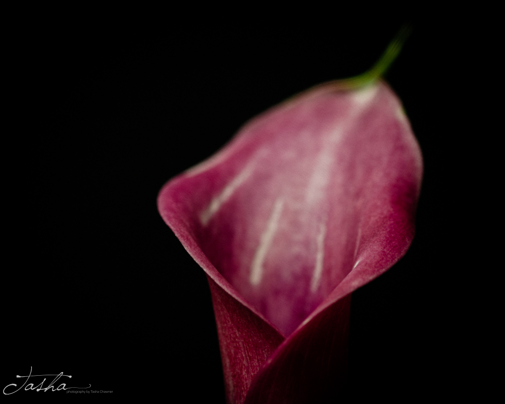 day 7 of deep purple calla lily opening