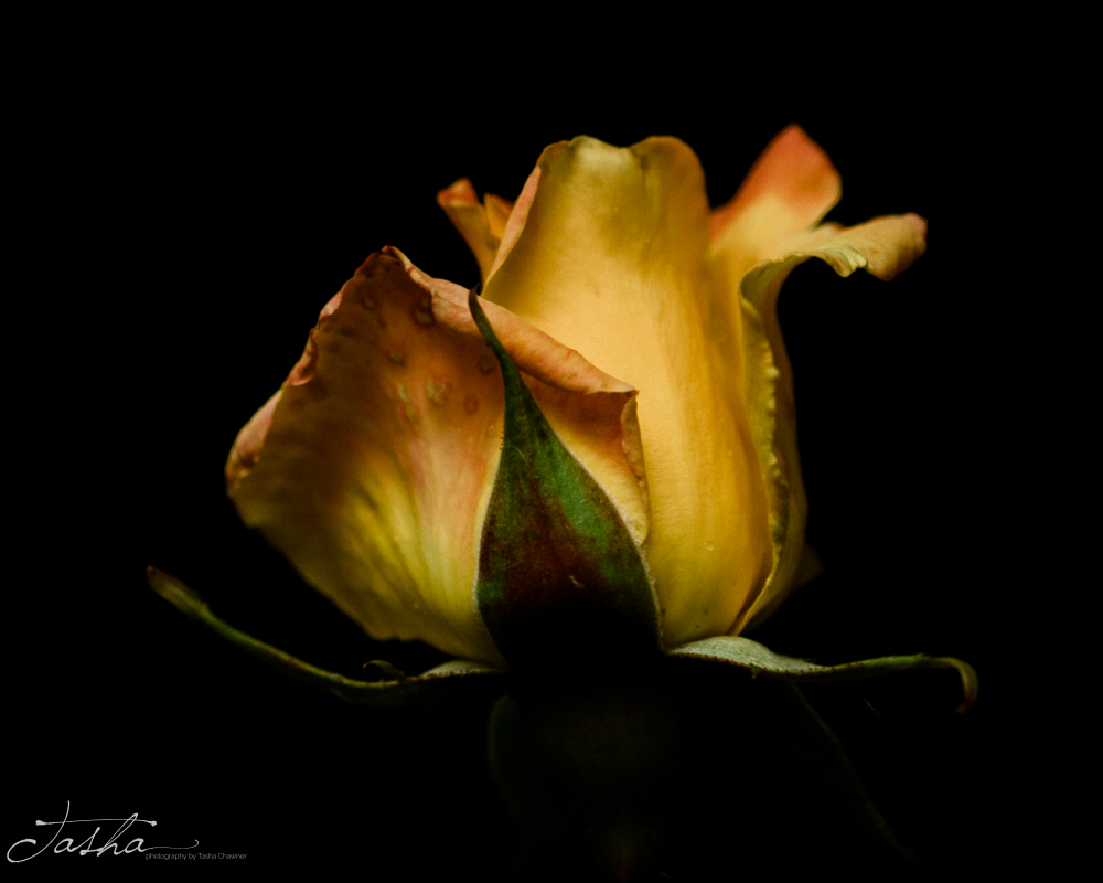 side profile photo of yellow rose on black background