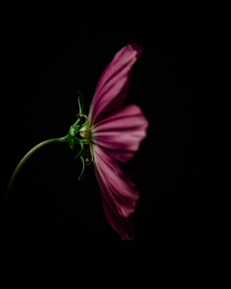 side profile of dark pink cosmos flower
