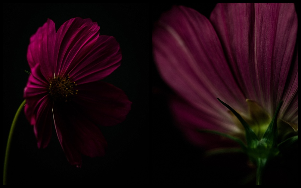 dark pink cosmos flower diptych
