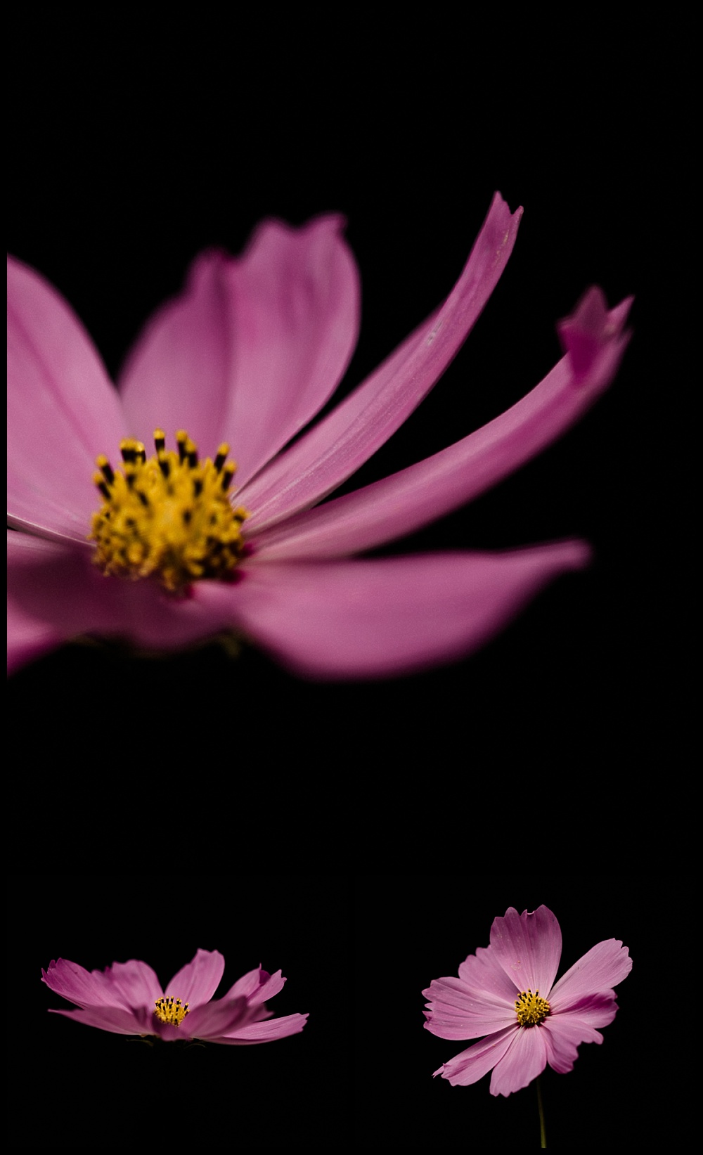 three photos of a light pink cosmos flower
