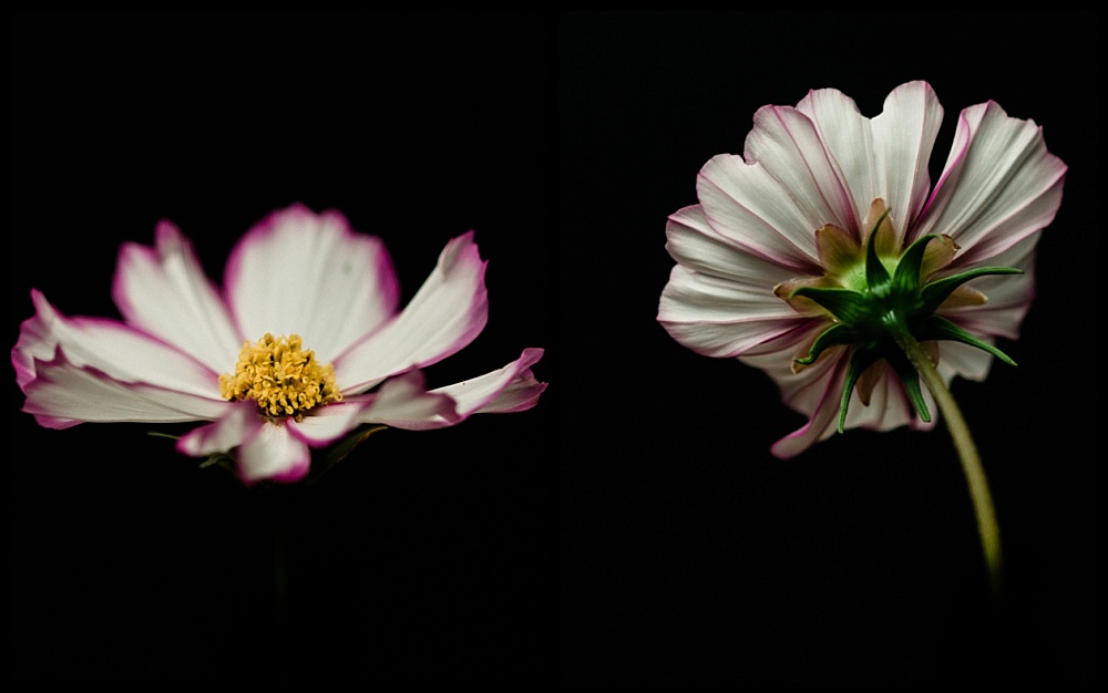 pink and white cosmos flower diptych
