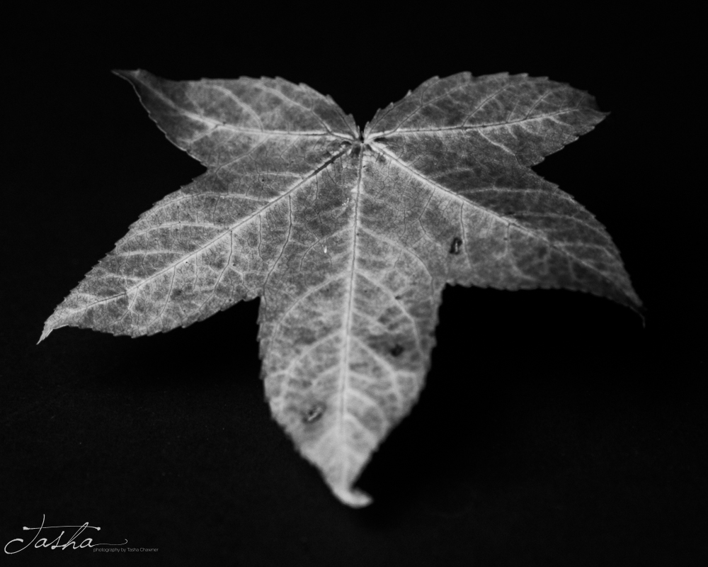 black and white detail of an autumn leaf