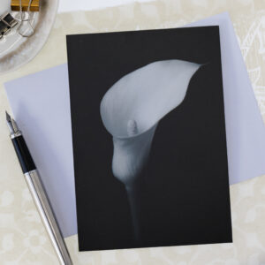 black and white photo of single calla lily greeting card