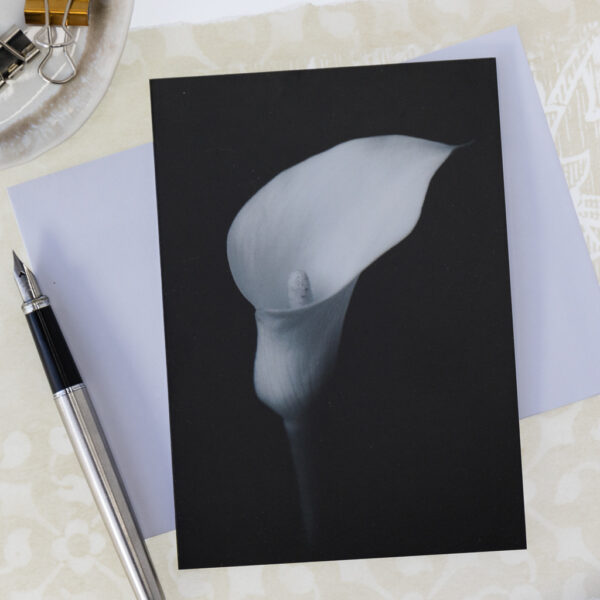 black and white photo of single calla lily greeting card