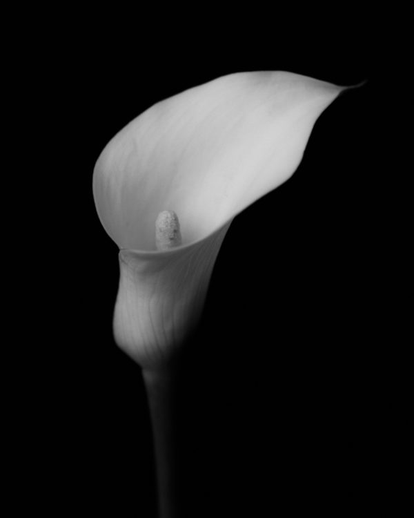 minimalist photo of white calla lily - photography by Tasha Chawner