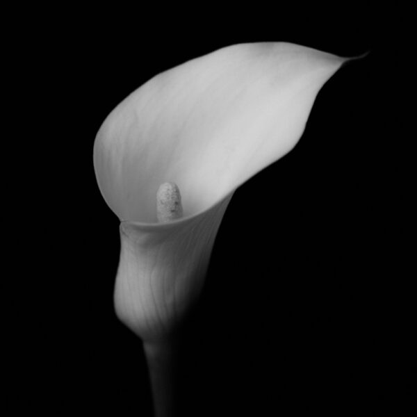 fine art botanical photography - photography by Tasha Chawner